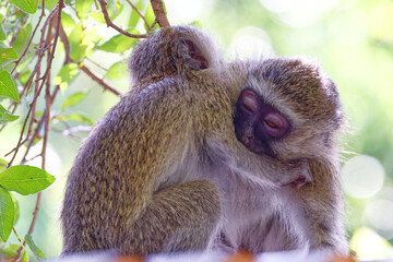 Vervet monkey in Kruger Park, South Africa