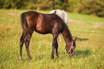 Dark brown Arabian horse foal grazing over green grass field, afternoon sun shines over