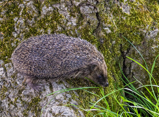 Closeup of a Hedgehog in the wild.