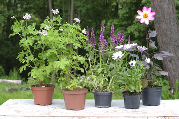 Garden flowers pelargonium, salvia, osteospermum and dahlia in plastic flower pots in the garden on the table. Gardening in the spring outdoors.