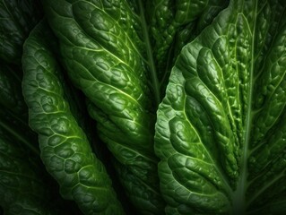 Fototapeta premium Romaine lettuce leaf, close-up showing its intricate patterns and texture