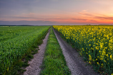 Fototapeta na wymiar Field road between fields of flowering rapeseed and wheat. A picturesque view of the sky in the evening colors of the sunset