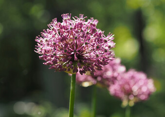Inflorescence of ornamental garlic during spring flowering