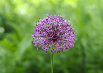 Fototapeta premium Inflorescence of ornamental garlic during spring flowering