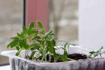 Sprouting method of growing tomatoes. Plastic container with entrances of different varieties.