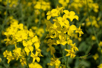 Rapeseed bloom. 
Rapeseed is an industrial crop. Excellent honey plant.
