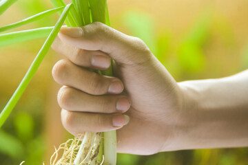 close up top view of green onions held by a woman's hand.