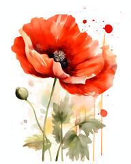 Watercolor Poppy with green leaves isolated on white background