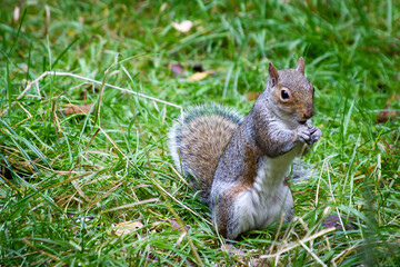 Grey Squirrel