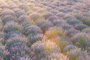 Scenic view of purple lavender field at sunset. endless lavender field. Beautiful lavender field on a sunny day. beautiful and violet lavender field in the countryside with rows of purple flowers