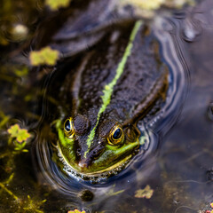 A closeup picture of a Toad in a pond.