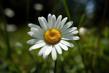 Fototapeta premium white daisy with a yellow center surrounded by a field of green grass, generative ai 