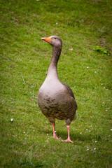Canada Goose