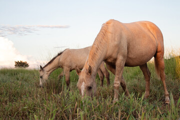 Naklejka na ściany i meble Horses in the field drinking and feeding