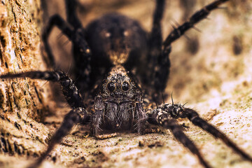 Araña en su nido