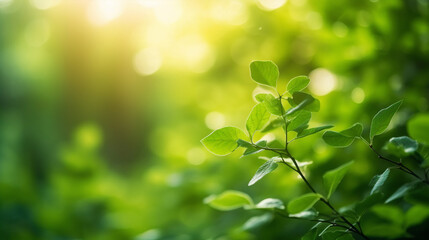 Fototapeta na wymiar Bokeh Blur Nature Leaves Trees Organic, Background