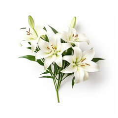 White blooming lilies lily on white background