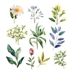 Fototapeta premium Set of beautiful watercolor green leaves and flowers