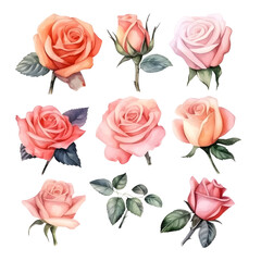 Set of beautiful watercolor roses