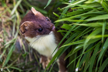 European polecat, generally known as the common polecat, black polecat and forest polecat, is a mustelid species native to western Eurasia and North Africa.