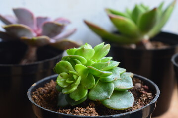 Succulent plants have a miniature shape. The thick leaves contain a lot of water. This plant is usually planted in small pots to be used as an ornamental plant.