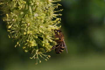 bee on a tree blossom