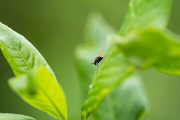 botanical garden in Prague three
