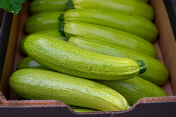 Fresh ripe green courgette or zucchini in box, new harvest on organic farm in the Netherlands