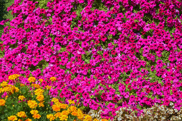 Background of pink petunia flowers. Top view. Beautiful flowers in summer