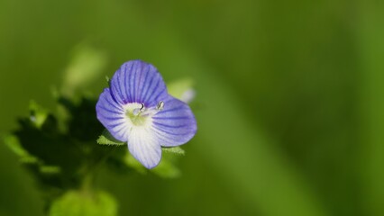 close up of blue flower