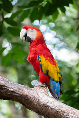 Naklejka na ściany i meble Beautiful scarlet macaw standing on the trunk of a tree in the middle of a rainforest