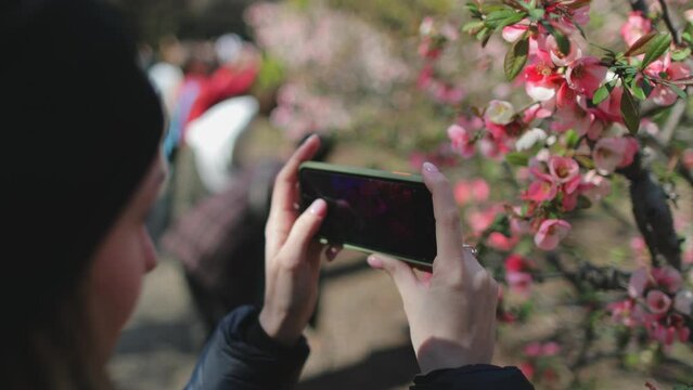 Tourist woman enjoys Japanese Sakura blossom in spring Tokyo park. Closeup side view of girl holding phone in hands, making photo of pink cherry flowers. Beautiful nature, travel, places to visit