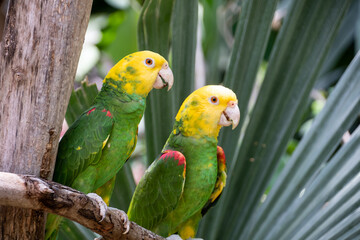 Pair of yellow-headed parakeets resting on a tree branch in the jungle - Powered by Adobe