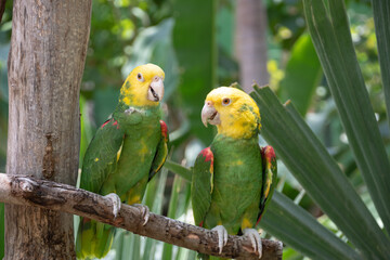 Pair of yellow-headed parakeets resting on a tree branch in the jungle