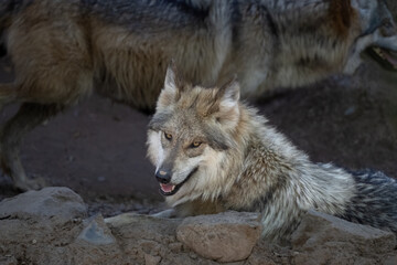 Lobos the Mexican Red Wolf