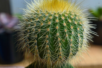 Macro photo of cactus flower (Cactaceae)
