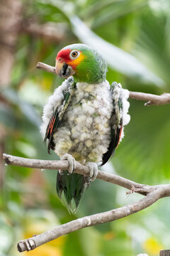 Cute and beautiful red lored parrot moulting feathers poses for the camera, standing on a tree branch.
