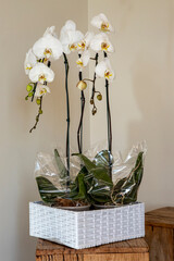 beautiful vase of orchids decorating the living room in a house