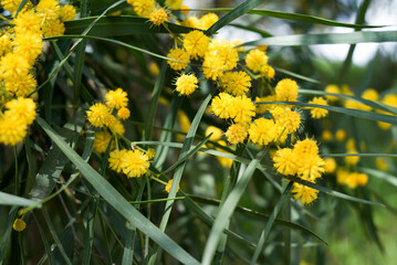 Branches of flowering Acacia dealbata mimosa