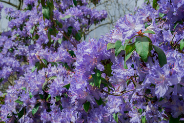 light pink blue rhododendron brush.