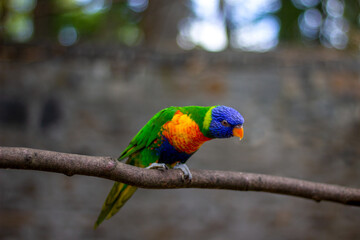Fototapeta na wymiar rainbow lorikeet parrot