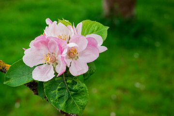 Obraz na płótnie Canvas Apple blossom on apple tree. Close-up.