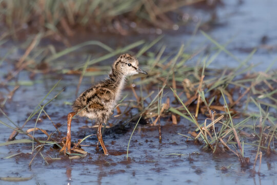 K&uuml;ken eines Rotschenkel
