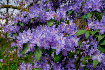 Fototapeta premium light pink blue rhododendron brush.