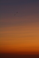 Two seabirds flying in the colorful sky at sunset.
