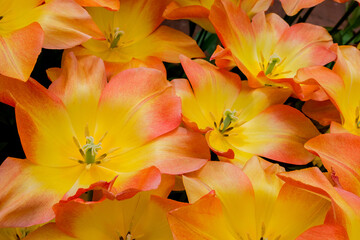Fototapeta na wymiar Multicolored tulips growing in the garden