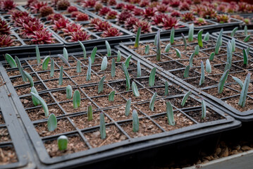 Potted seedlings growing in a plant nursery Greenhouse