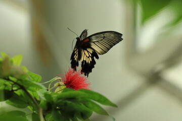 Fototapeta premium Butterfly lingering on the plant.