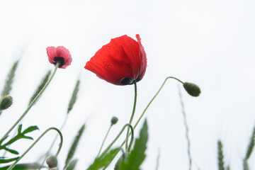 Naturel red poppies with raindrops on a white background