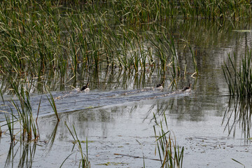 Three ducks run to the lake with reeds.